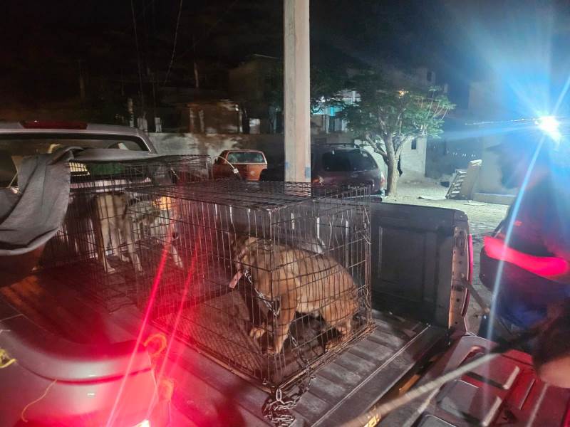 Detienen a hombre por presunto maltrato animal en la colonia Felipe Ángeles