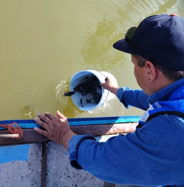 Inicia repoblamiento de presas con más de 800 mil alevines de tilapia en Chihuahua
