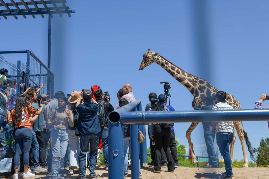 Parque central cuenta con nueva jirafa