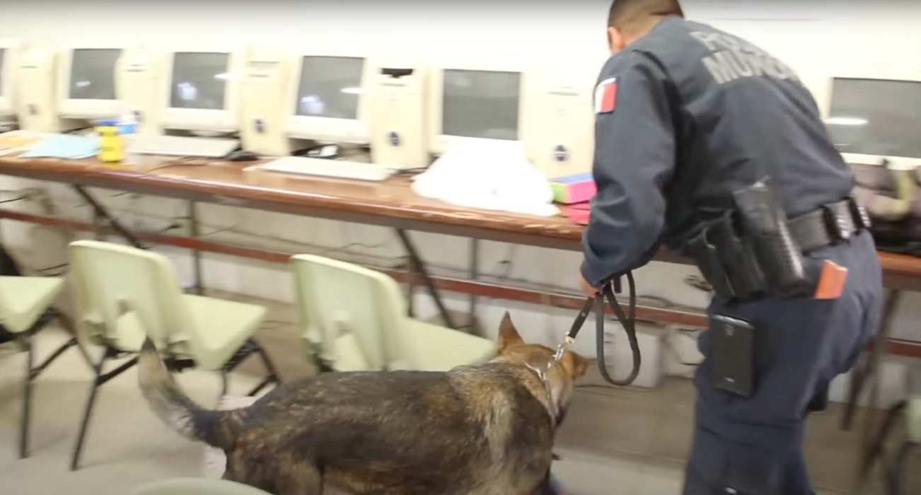 Policías preventivos y agentes caninos están certificados para hacer intervenciones en escuelas