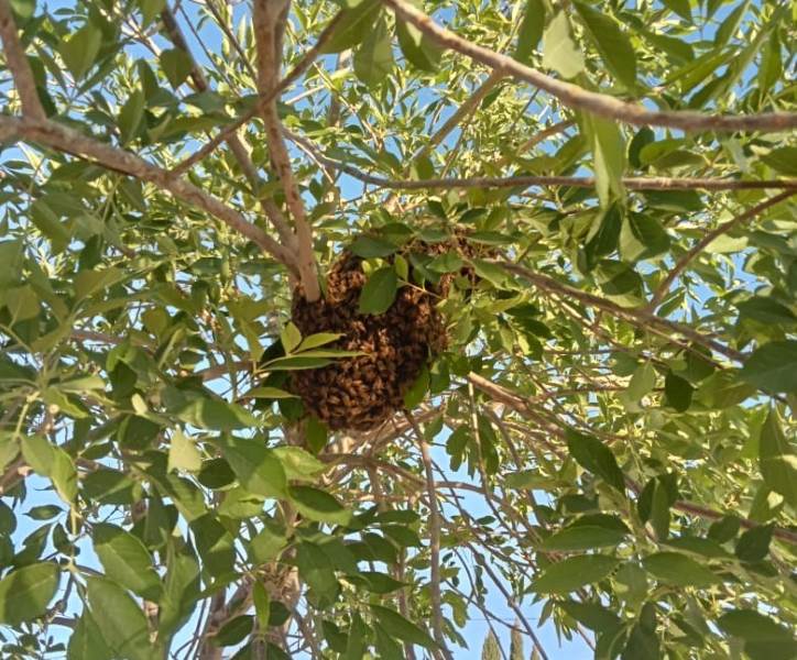 Advierte  Dirección de Ecología a ciudadanos para no retirar panales o enjambres de abejas