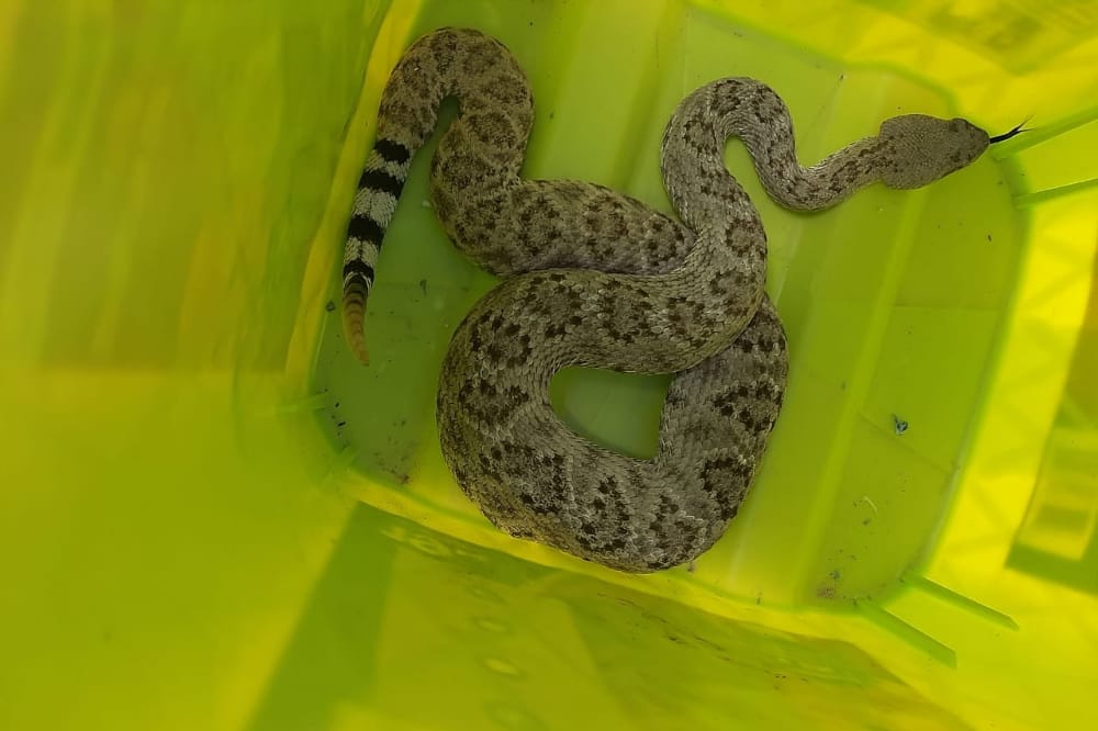 Alertan por posible proliferación de víboras en el área urbana y suburbana