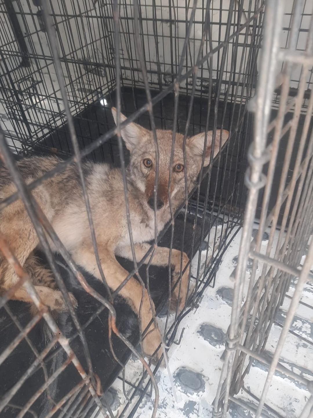 Rescata DABA a coyote lastimado; fue entregado a la PROFEPA.