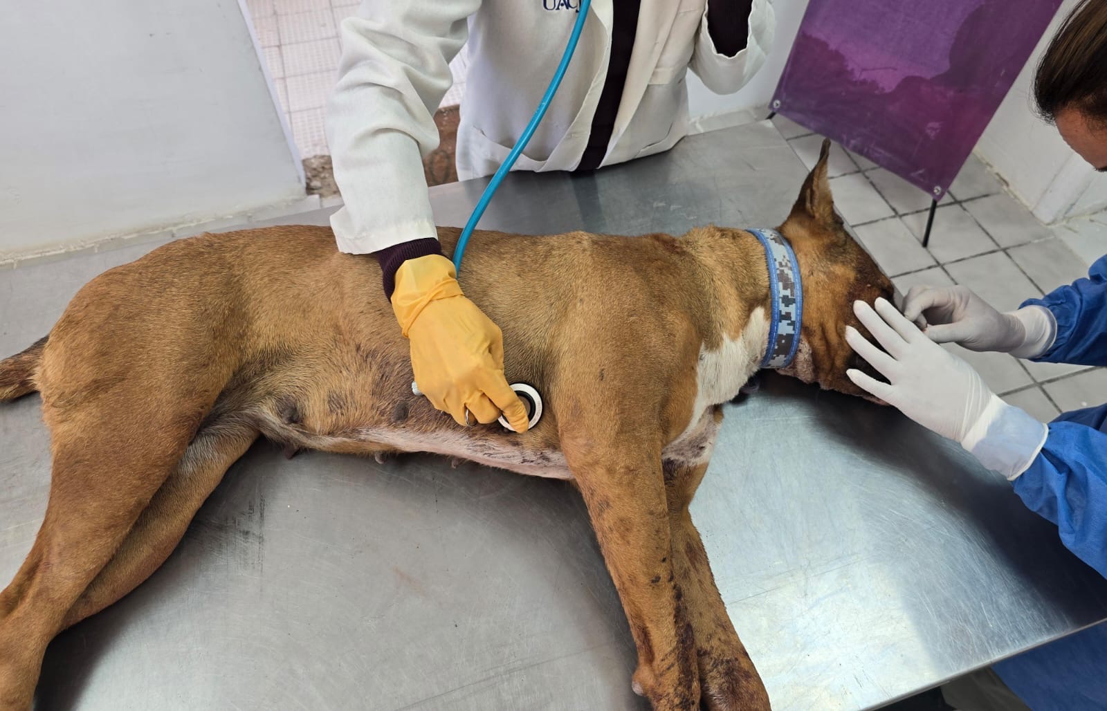 Rescata DABA dos perros en Parajes de San Isidro.