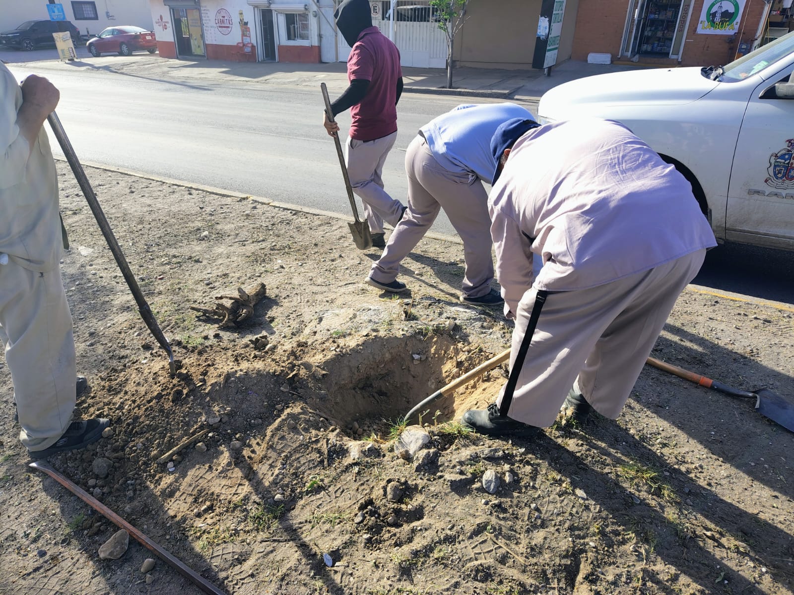 Alistan forestación en camellón de avenida Montes Urales.
