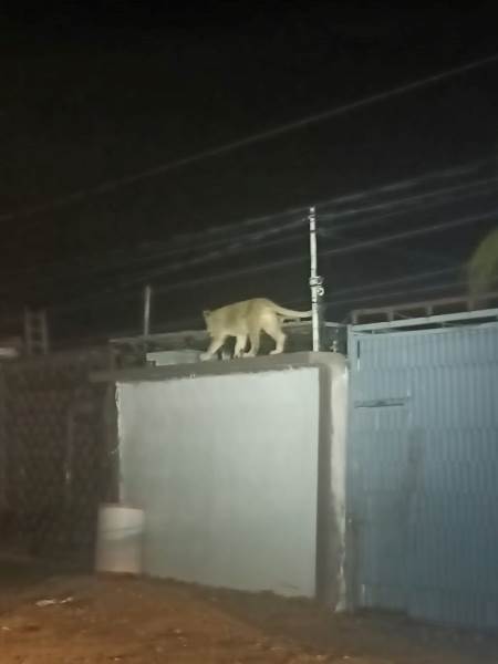 Capturan a leona en domicilio de la colonia Ampliación Felipe Ángeles.