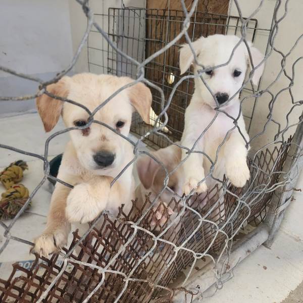 Creará municipio padrón de asociaciones protectoras de animales