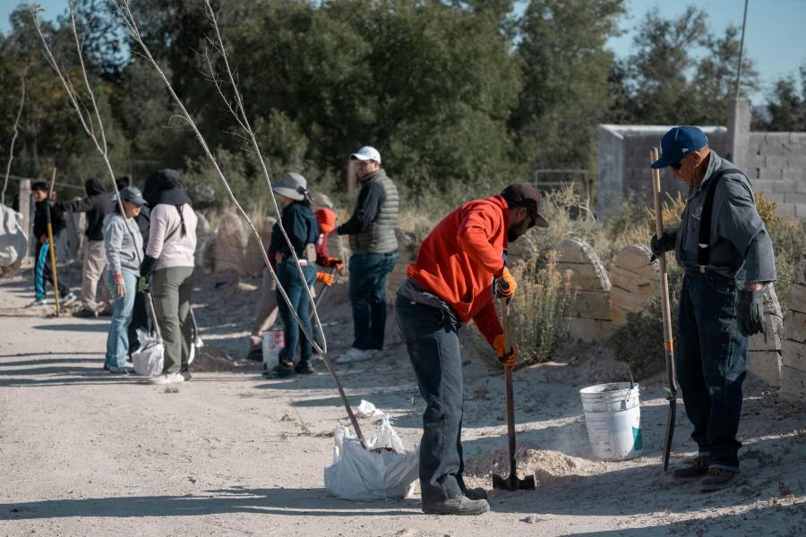 Reforestan en el ejido Samalayuca