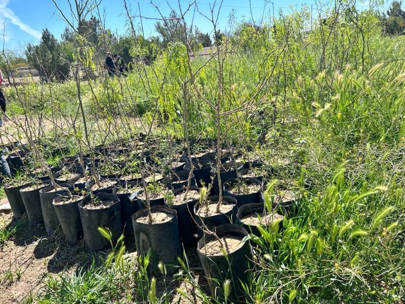 Reforestarán parque de El Chamizal