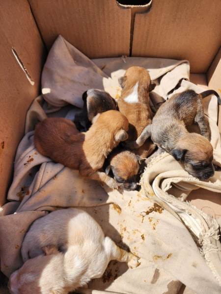 Rescatan a más de 40 mascotas maltratadas