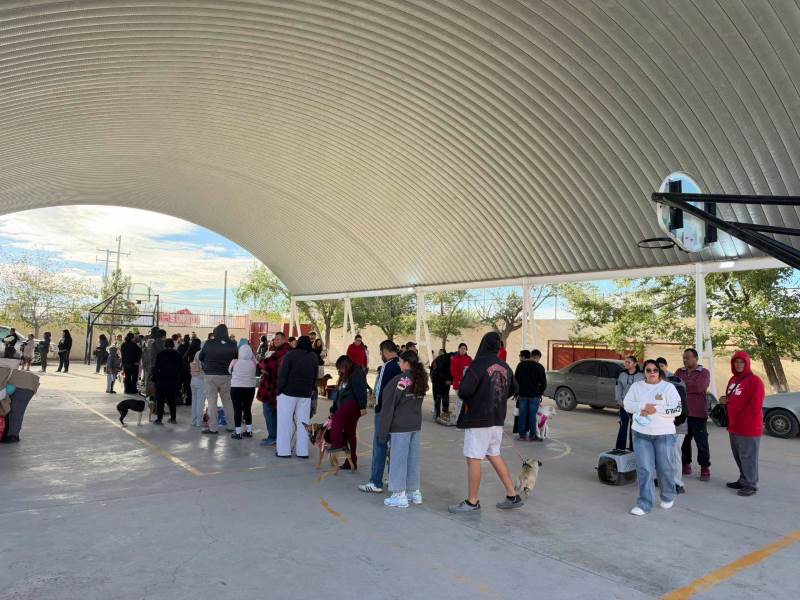 Esterilizan gratuitamente a 716 perros y gatos en dos jornadas en Juárez