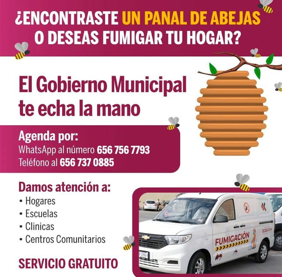 Gobierno ofrece apoyo para el retiro de enjambre de abejas