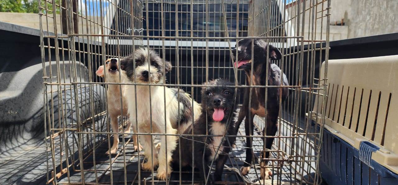 DABA aseguró 338 animales en un año en coordinación con la Fiscalía de la Zona Norte