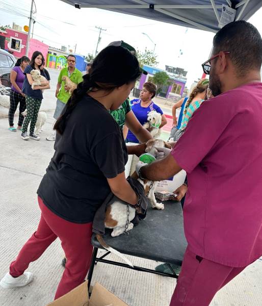 Mas de mil canes fueron inmunizados contra la garrapata