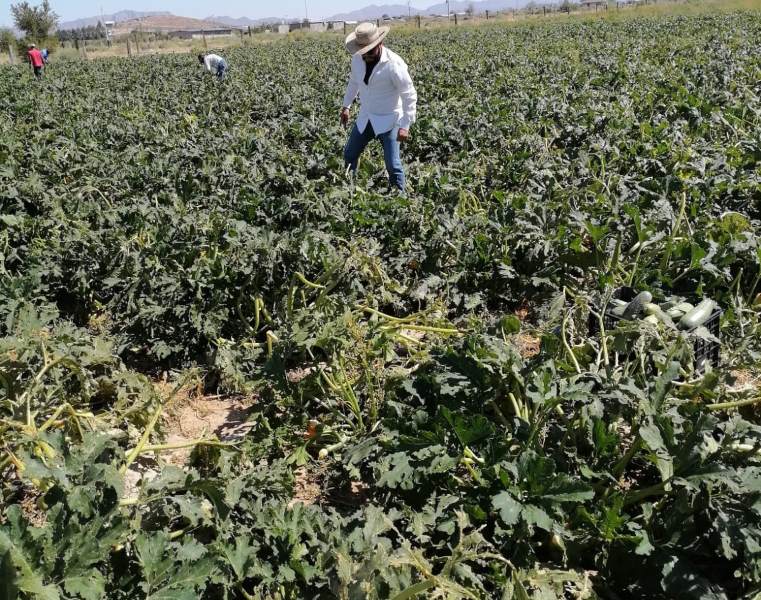 Entrega Desarrollo Rural calabacitas a familias de Parajes del Sur
