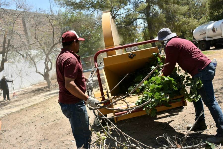 Aprovecha Parques y Jardines residuos de árboles secos para creación de mulch y leña