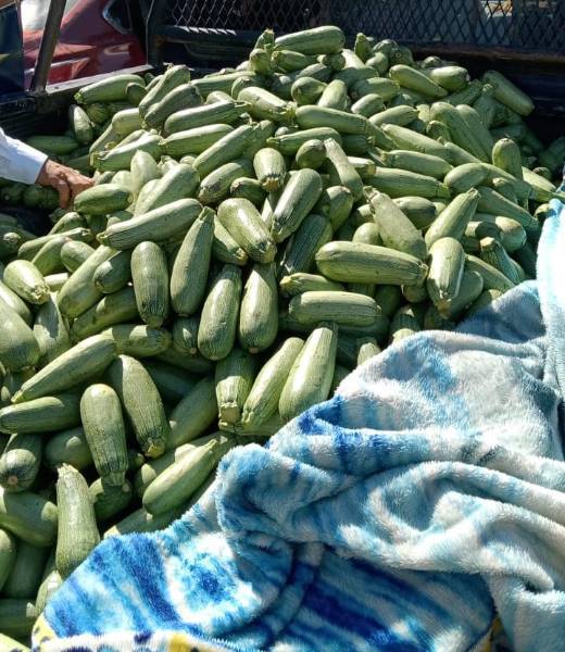 Reparten más de dos mil kilos de hortalizas en albergues y refugios de migrantes