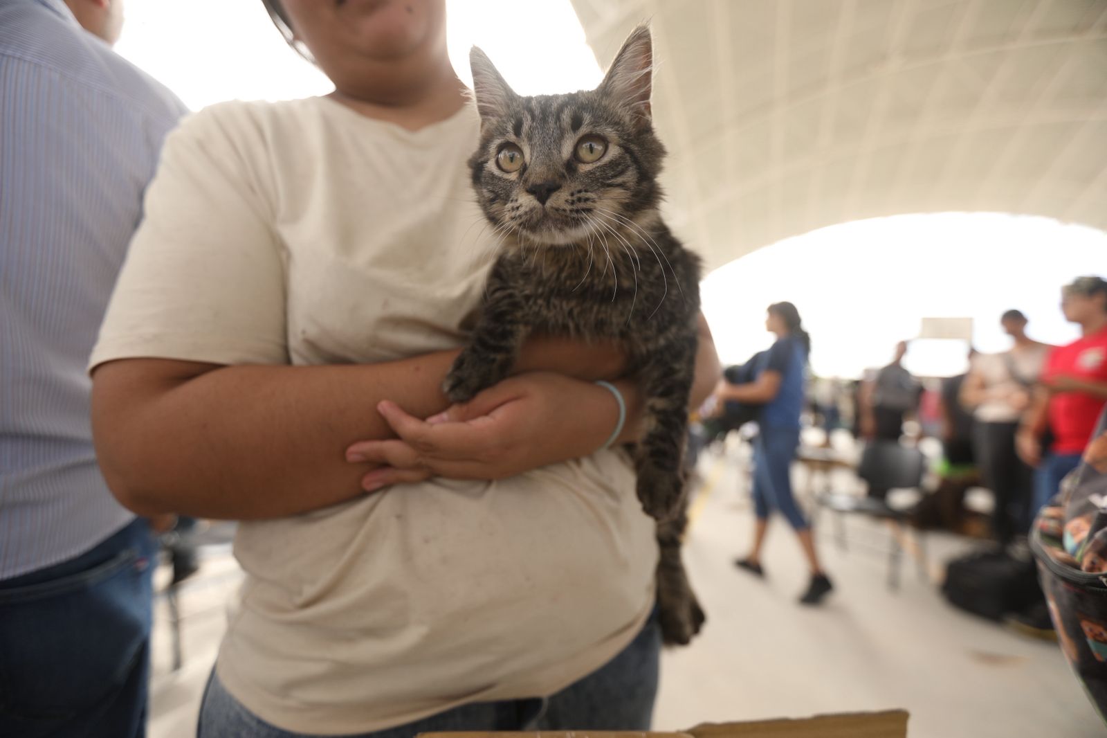 Registra DABA 5 mil esterilizaciones en 2025; atienden más de 400 cirugías el domingo.