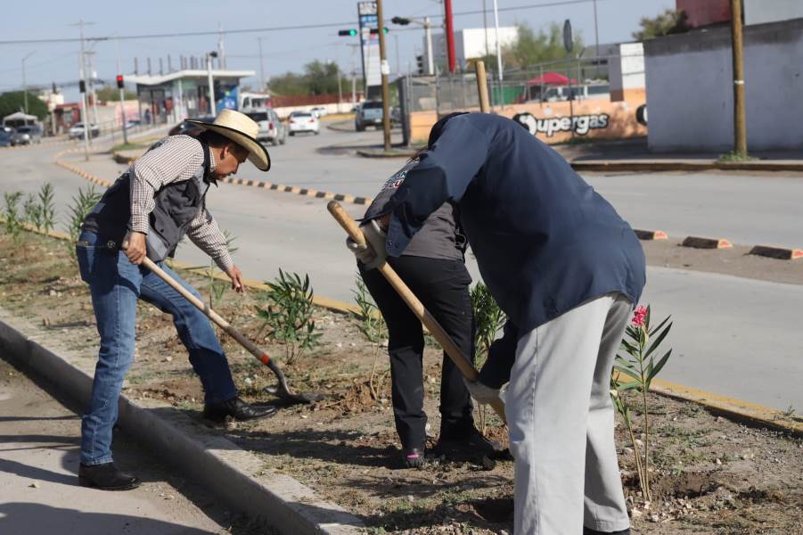 Concluyó reforestación del bulevar Zaragoza con 3 mil rosa laureles