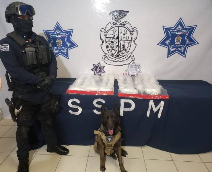 Actuación del binomio canino, ha logrado decomisos de droga, armas y detención de delincuentes