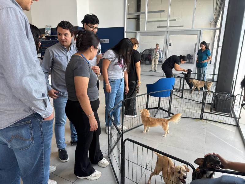 DABA reporta más de 2 mil esterilizaciones durante agosto en Ciudad Juárez