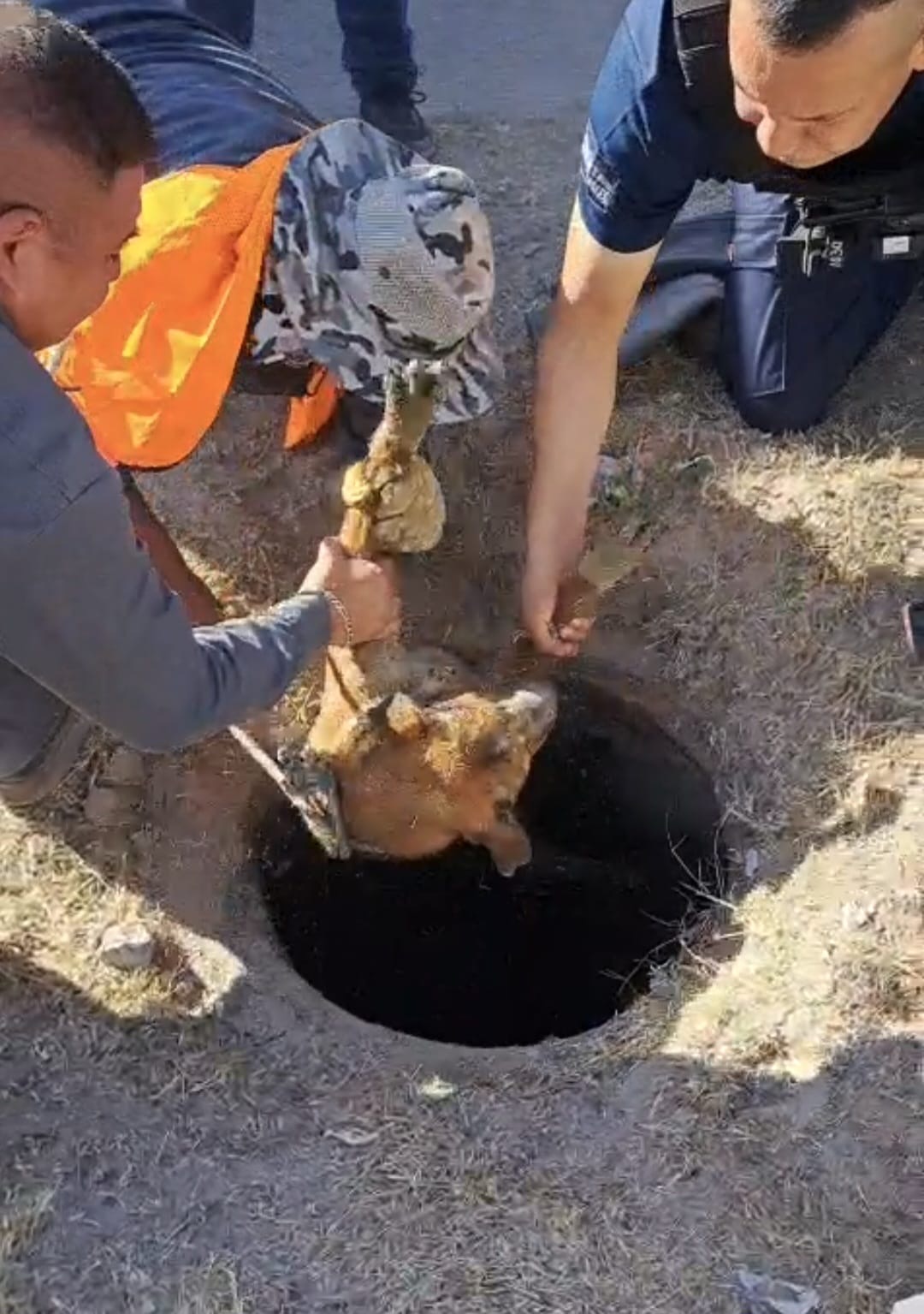 Participan trabajadores municipales en rescate de perro atrapado en alcantarilla.