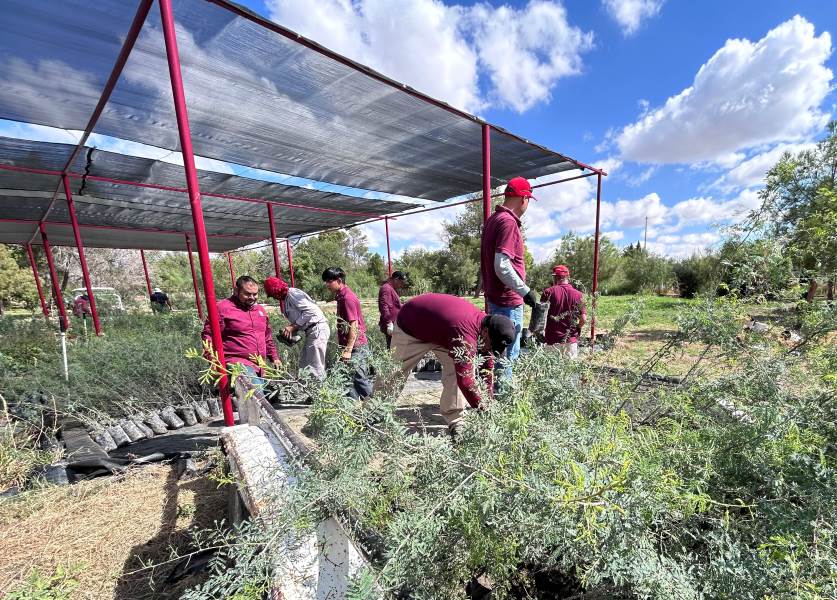 Fundación Grupo México donó 9 mil árboles para reforestar la ciudad