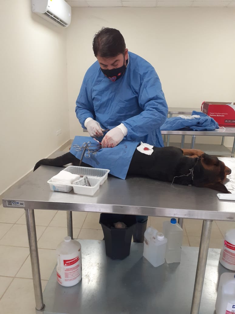 Prepara Dirección de Ecología esterilización masiva de mascotas