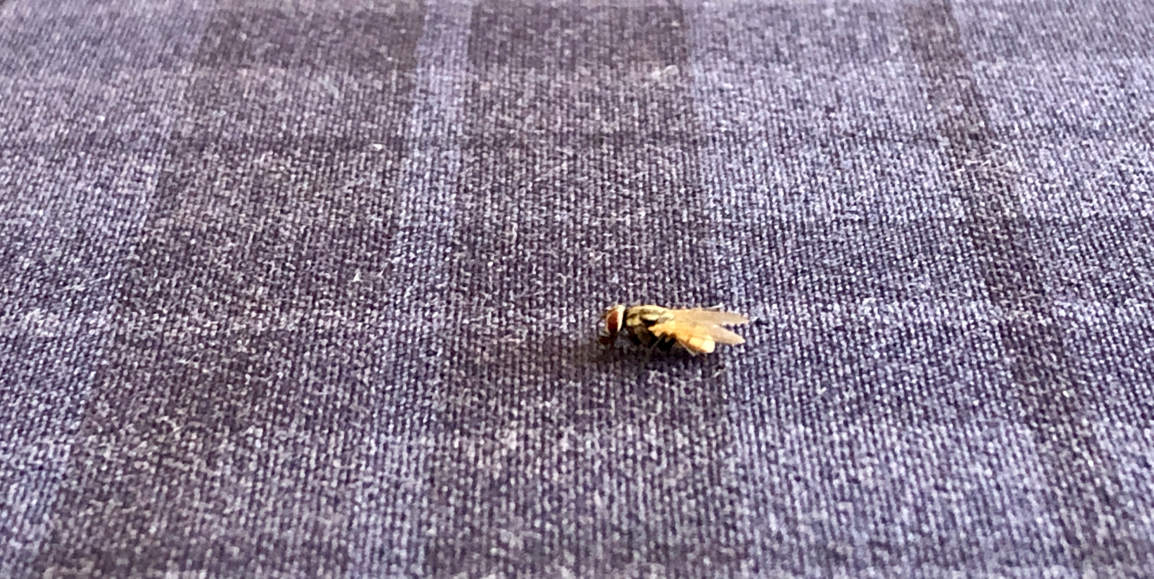 Mayor limpieza e higiene ante plaga de moscas por temporada de calor