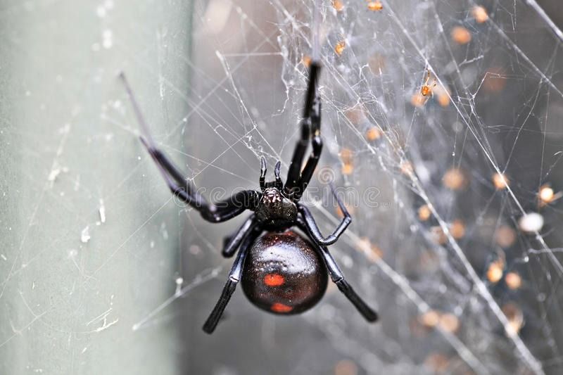 Alertan por aparición de fauna venenosa a causa de las lluvias